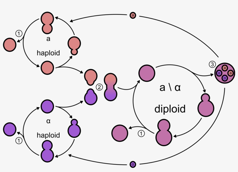 Open - Ciclo Sexual De La Levadura, transparent png #6491906