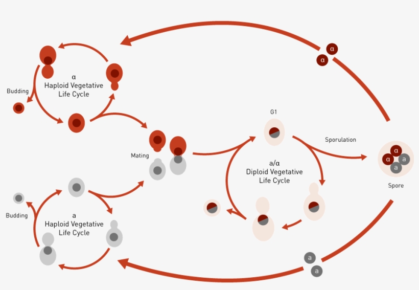 What Is Yeast Yeast Life Cycle - Yeast Reproduction Cycle, transparent png #6492245