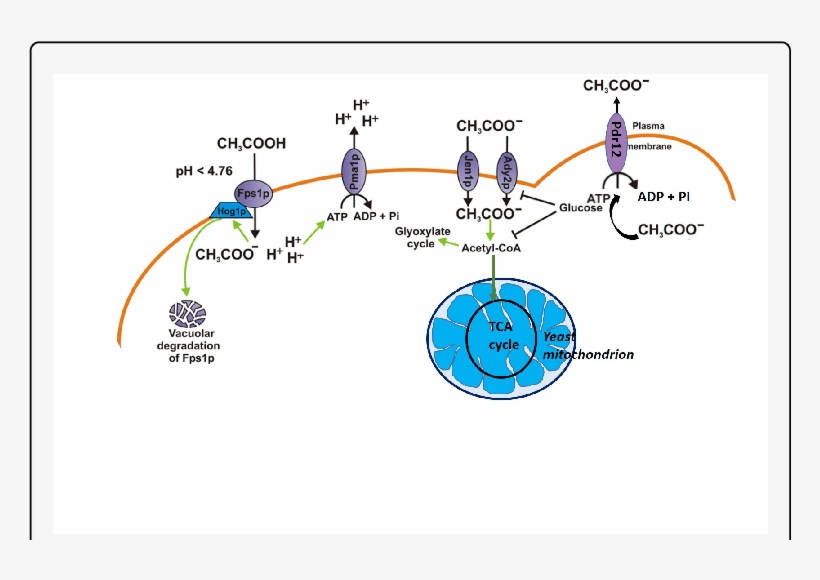 Schematic Representation Of The Yeast Plasma Membrane - Monocarboxylate Transporter & Acss, transparent png #6493500