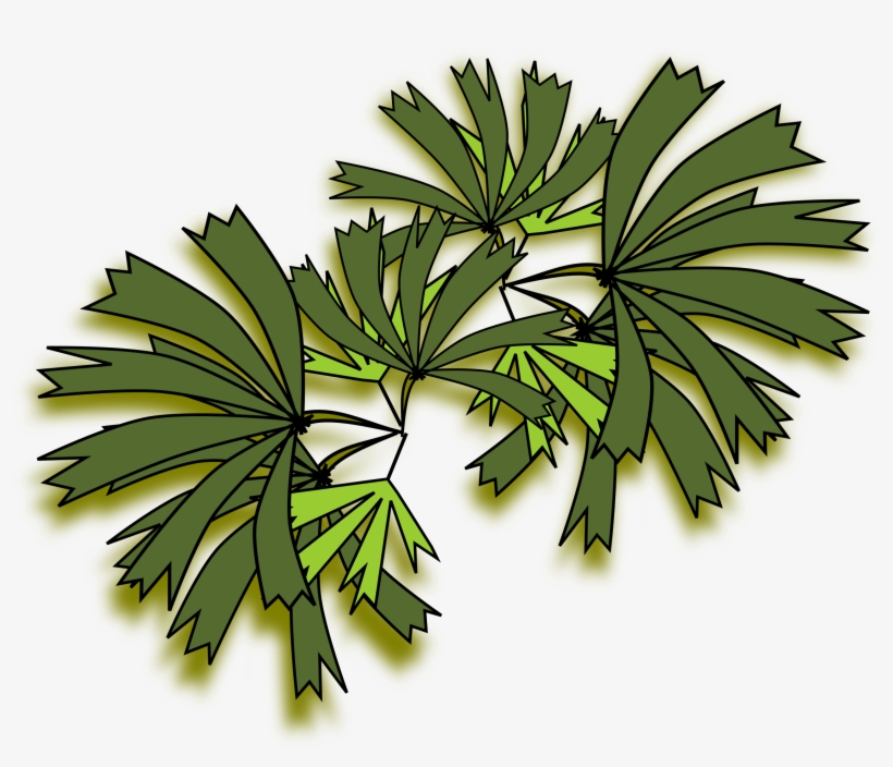 Clipart Resolution 2400*2239 - Rhapis Excelsa Top View, transparent png #652656