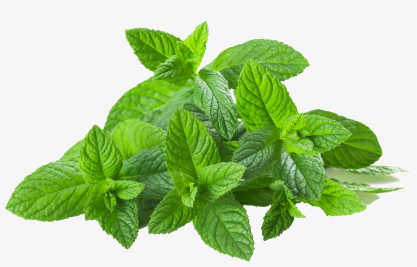 Transparent Images Pluspng Spearmintpng, transparent png #653036
