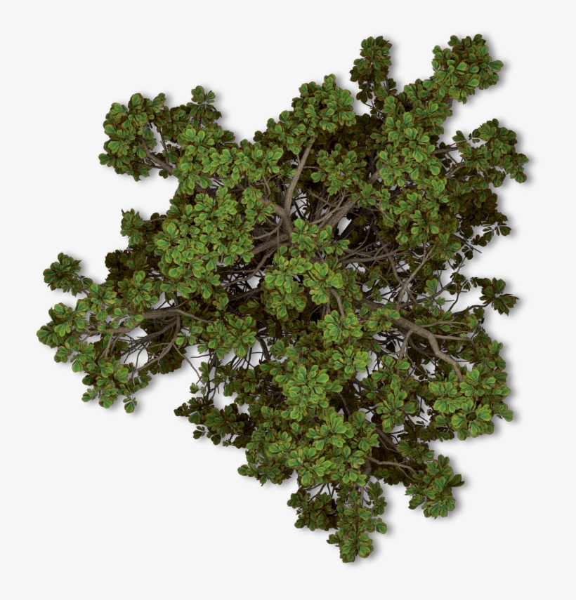 Free Tree Plan Png - Arboles En Planta Png, transparent png #653100