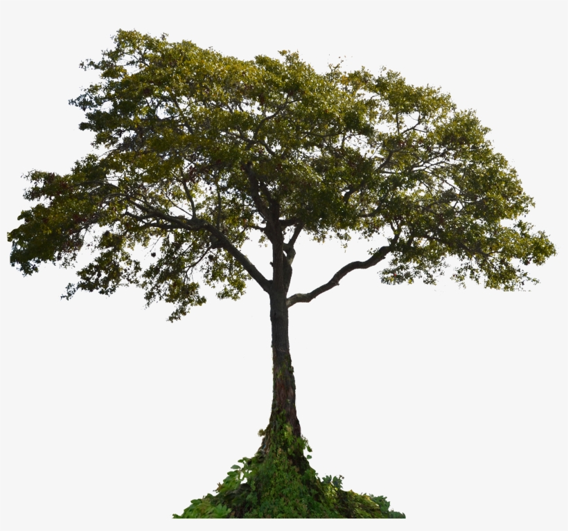 Tree Png Photo Pic Png Images - Tree Png Stock, transparent png #653162
