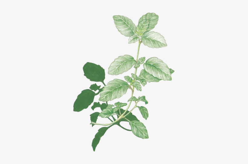 Mint - Herb Transparent, transparent png #653186
