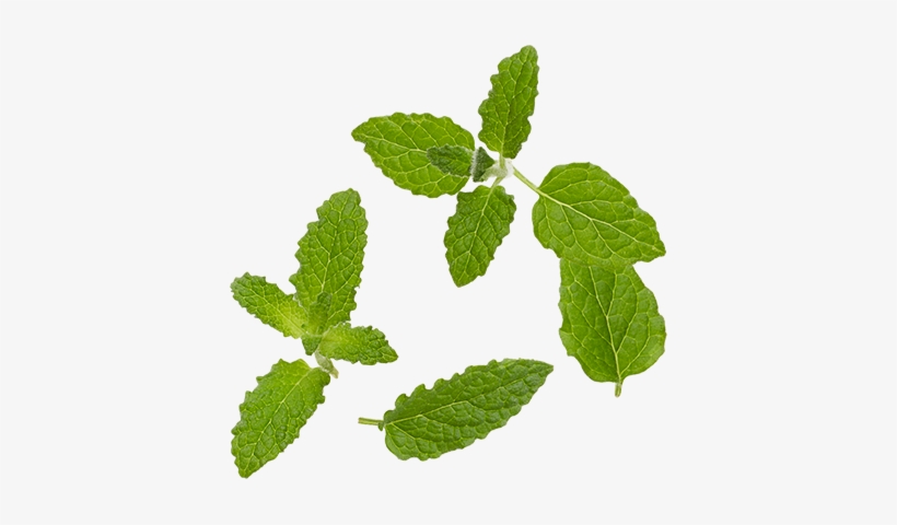 Mint Leaf Png Graphic Freeuse Download - Mint Leaf Png, transparent png #653234