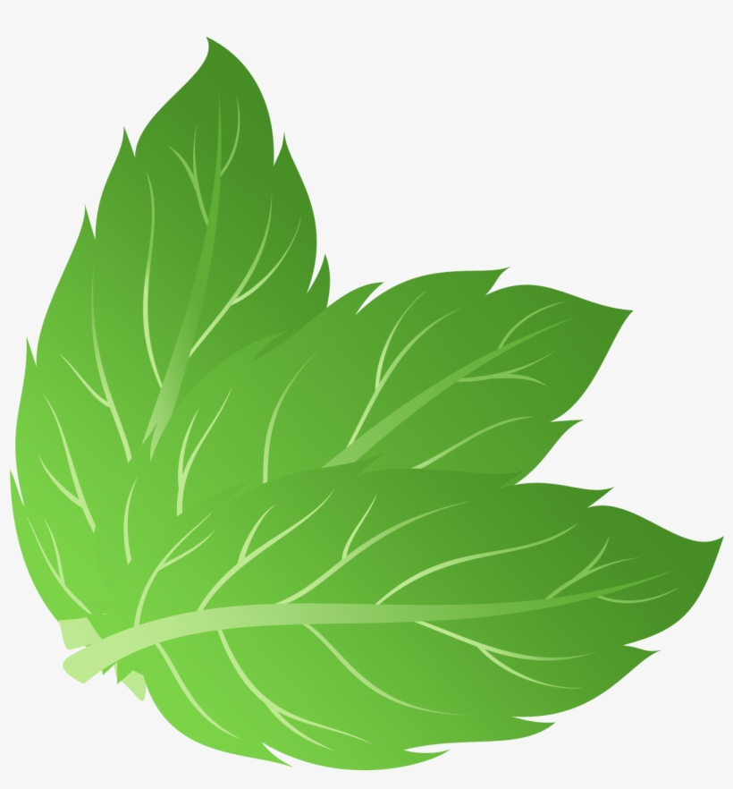 Mint Png - Mint Leaves Vector Png, transparent png #653295