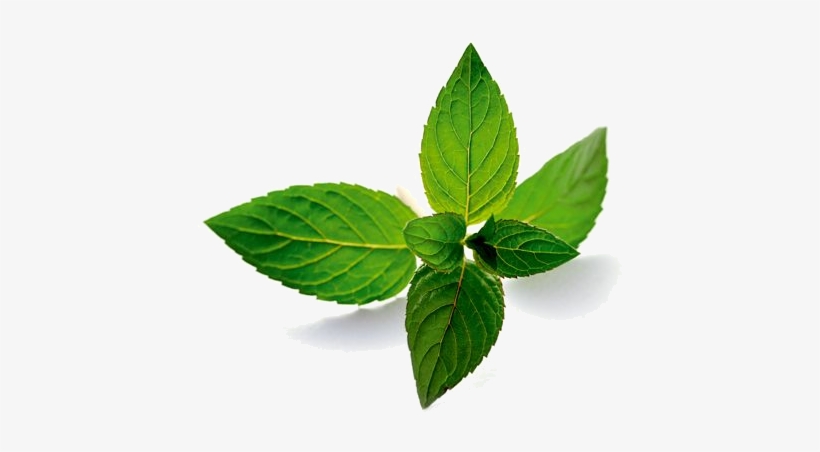 Pepermint Png - Mentha Piperita Oil, transparent png #653474