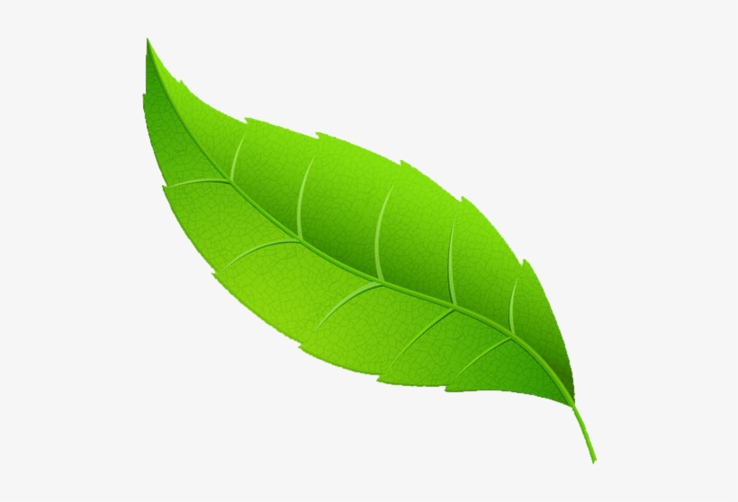 Request A Demo - Mint Leaf Transparent Png, transparent png #653562