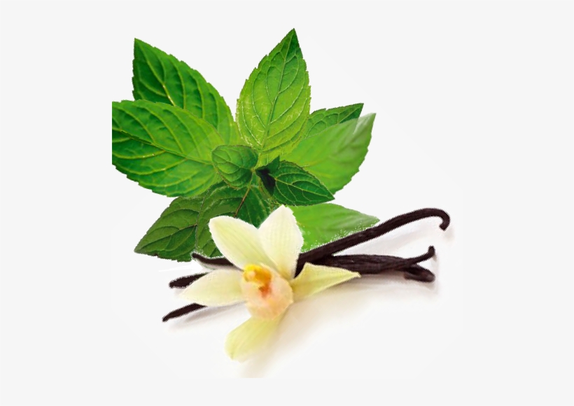 City Steam 17612 French Vanilla Single Cup Coffee Pods,, transparent png #653593