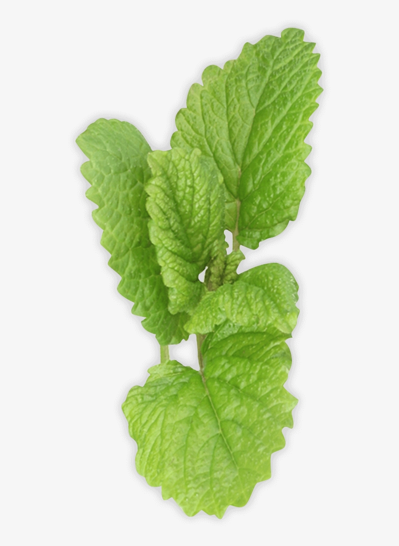 Spearmint Transparent Background, transparent png #653639