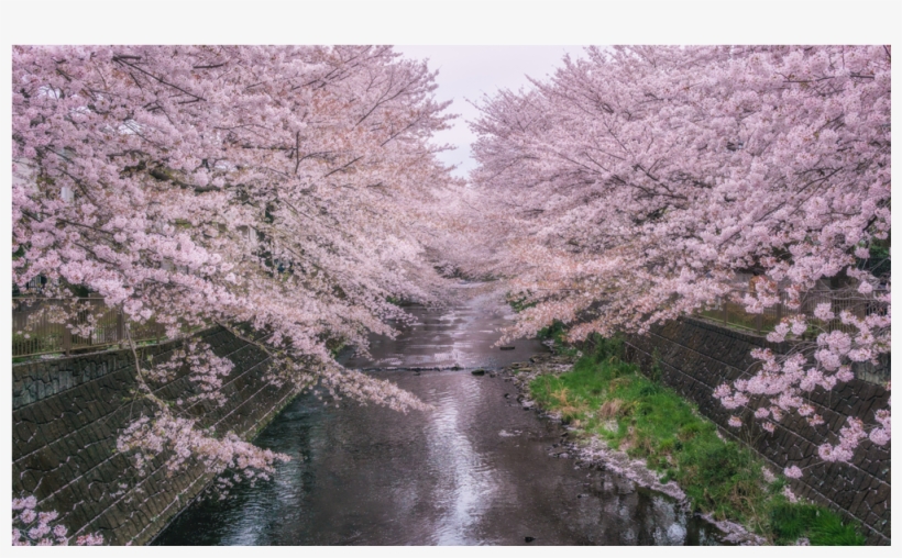 Score 50% - Cherry Blossom Mac Background, transparent png #653715