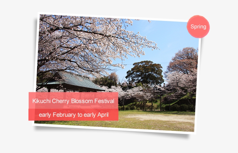 Kikuchi Cherry Blossom Festival（early February To Early - Kikuchi, transparent png #654077