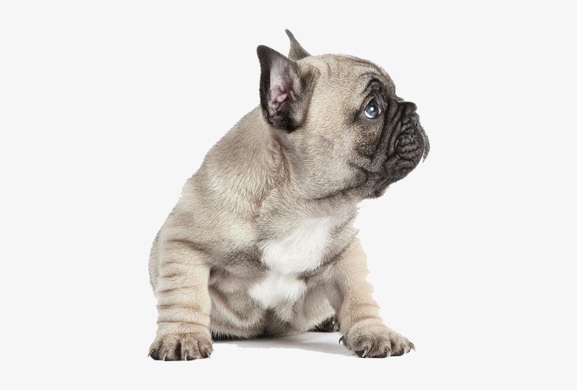 Graphic Transparent Puppies Transparent French Bulldog - Poster: Wallis' Pedigree French Bulldog Puppy Listening, transparent png #654535