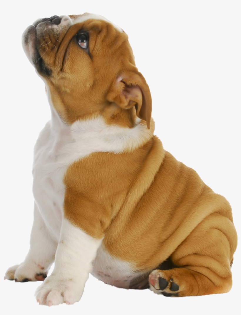 Puppy Png, transparent png #654555