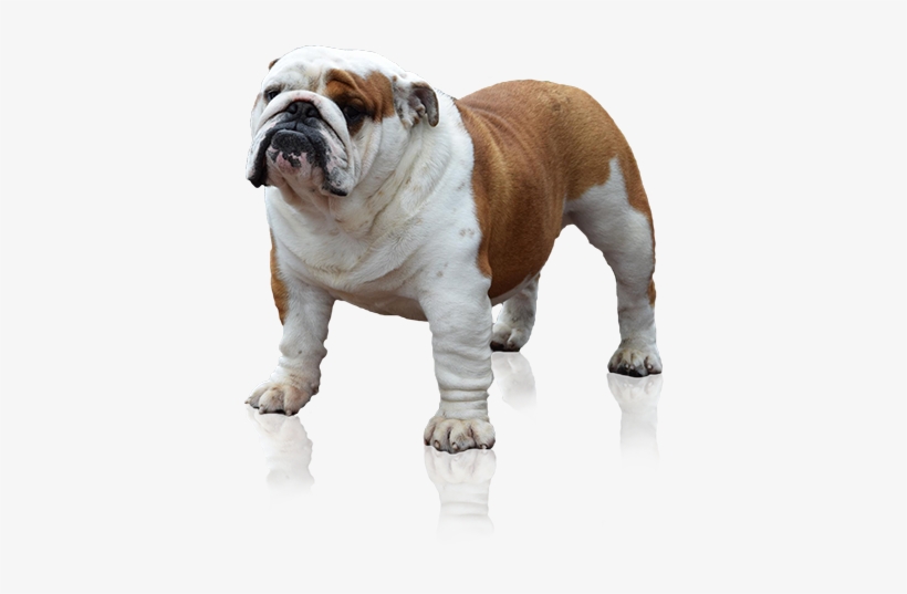 English Bulldog Png - Bulldog, transparent png #654666