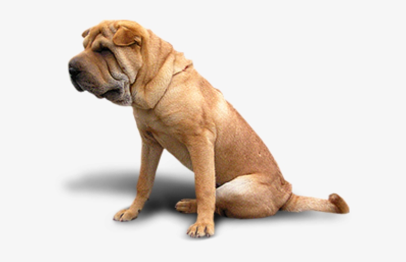 Bulldog Png - Mixed Animals, transparent png #654738