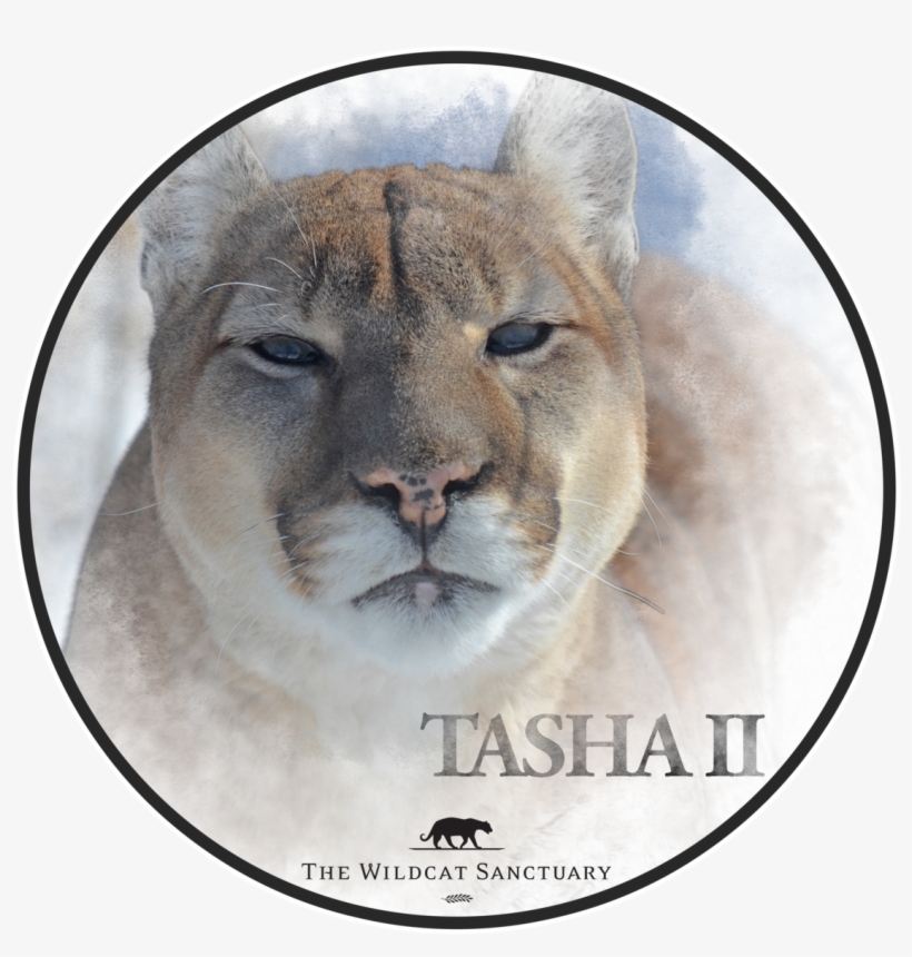 Leupold Vx R Reticles, transparent png #654830