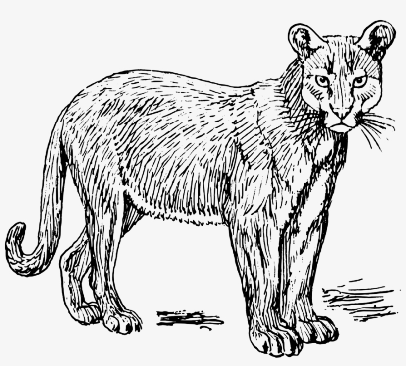 Cougar Leopard Lion Coloring Book Puma - Puma Tier Schwarz Weiß, transparent png #654963