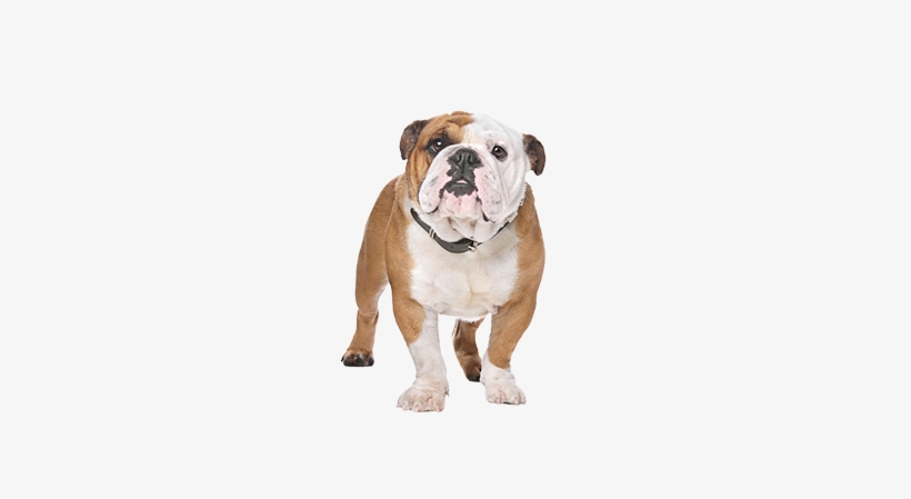 Tvg Tom Jenkins English Bulldog - Bulldoggen-tasse - Mit Zwei Bildern Und Einem Kaffeetasse, transparent png #655141