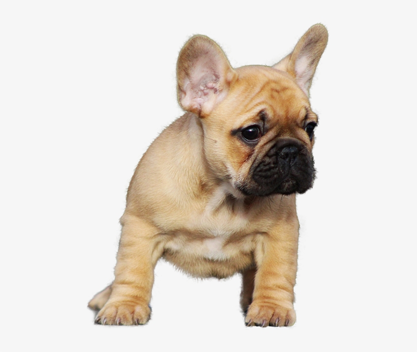 La Bombonetti French Bulldog Kennel - French Bulldog, transparent png #655341