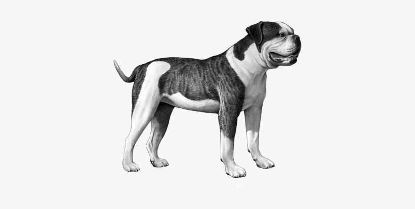 American Bulldog - B&w - American Bulldog Dog Counted Cross Stitch Pattern, transparent png #655414
