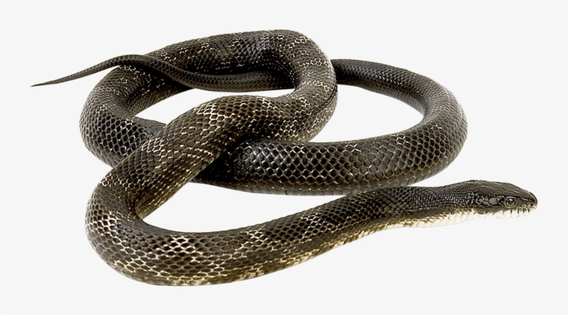 Free Png Snake Png Images Transparent - Snake Png Transparent, transparent png #655462