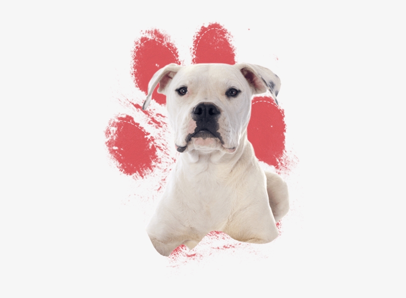 Real Dog Paw Print, transparent png #655492