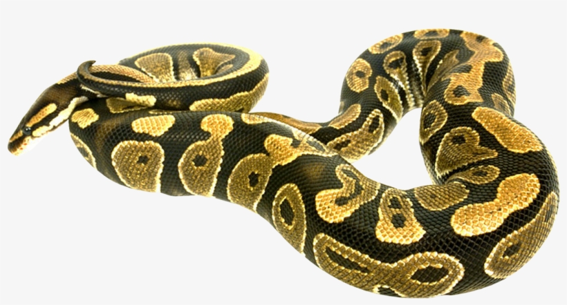 Snake.png, transparent png #655682