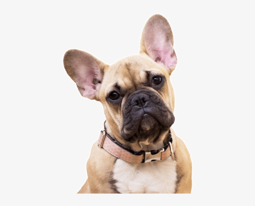 French Bulldog - Fawn French Bull Dog, transparent png #655791