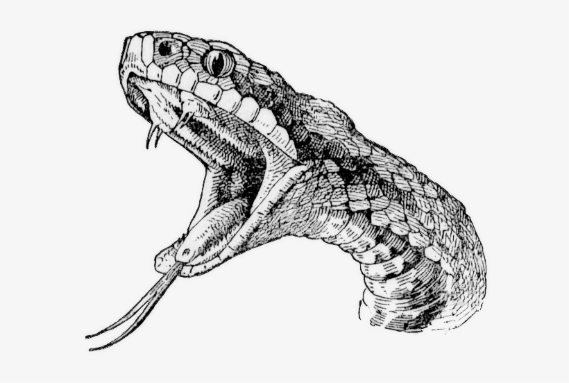 Viper Snake - Dibujos De Serpientes A Lapiz, transparent png #655818