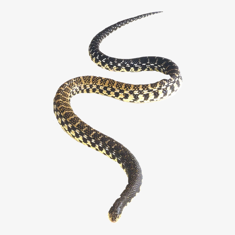 Snake Png - Eastern Hognose Snake Png, transparent png #655867