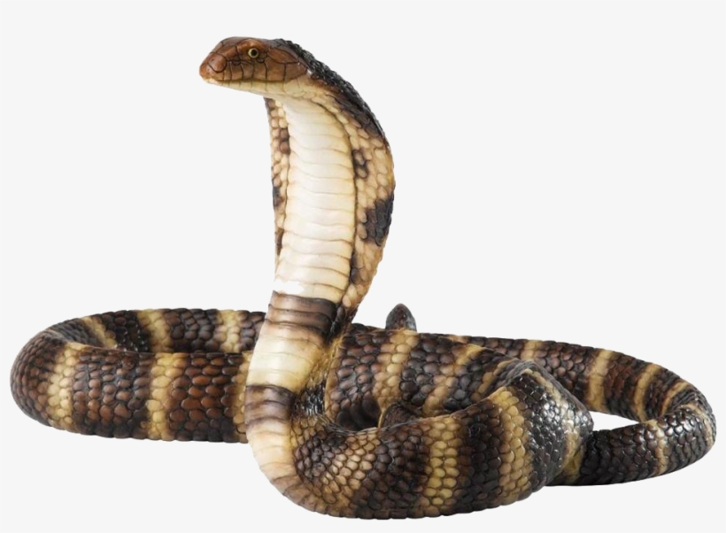 Share This Image - Snake Png, transparent png #655950