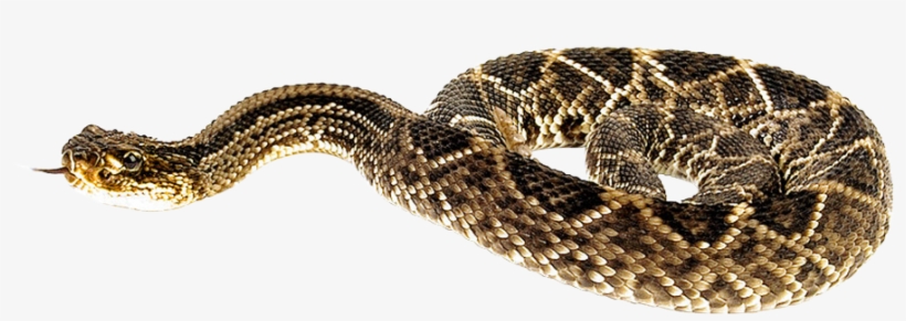 1000 X 439 - Snake Png, transparent png #656014