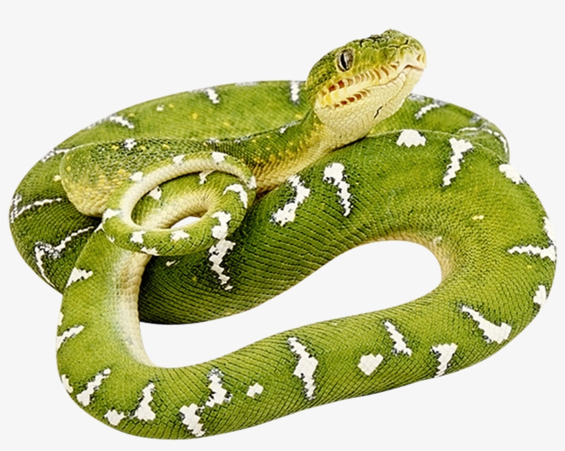 Green Snake Png Image - Snakes In The Henhouse, transparent png #656212
