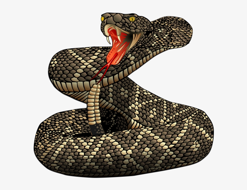 Rattlesnakes Eagle Veterinary Hospital San Antonio - Rattle Snake Clip Art, transparent png #656383