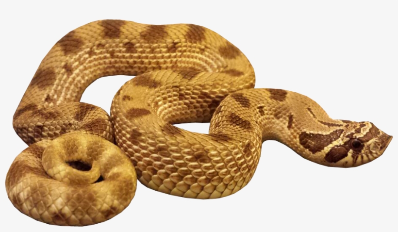 Download Snake Png Transparent Images Transparent Backgrounds - Anaconda Png, transparent png #656629