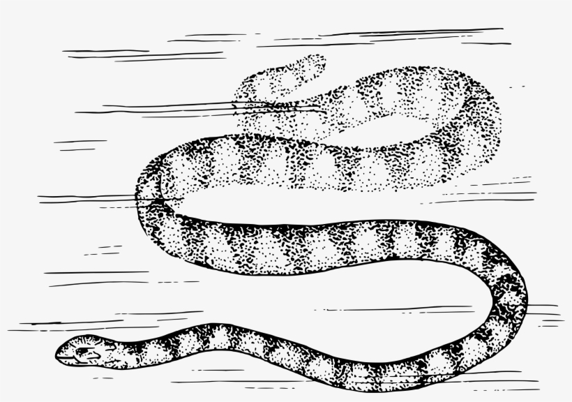 This Free Icons Png Design Of Sea Snake, transparent png #656671