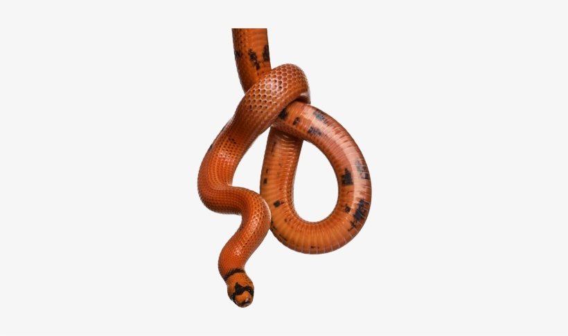 Snake - Snake Hanging, transparent png #656758