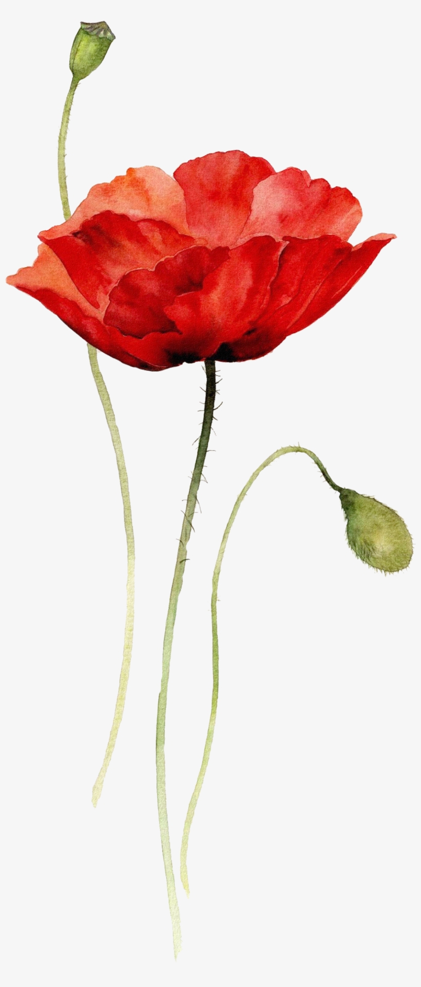 Poppies Watercolor Painting Paper Drawing - Red Poppy Watercolor Tattoo, transparent png #656990
