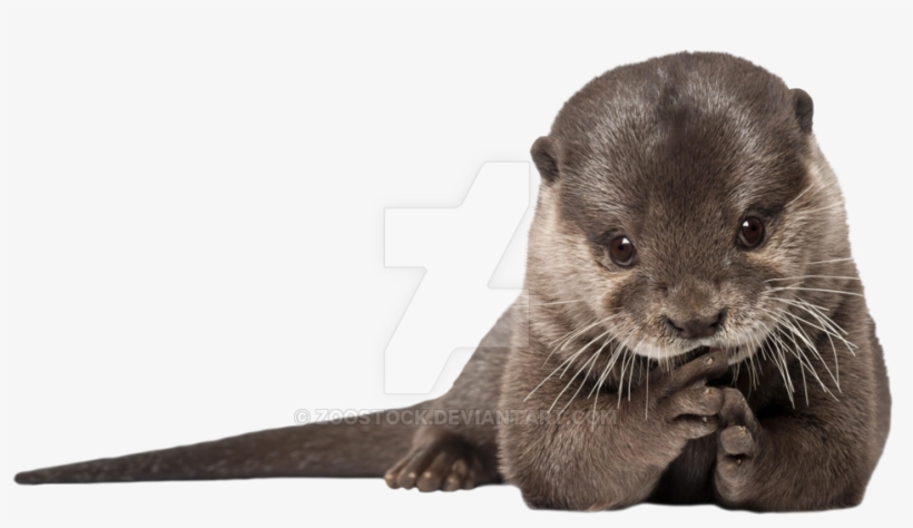 Otter On A Transparent Background - Custom Characteristic ( Animals Mammals Otter Fur Predator, transparent png #657631
