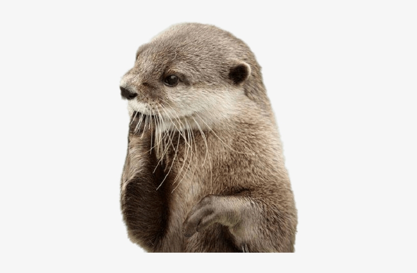 Animals - Otter Png, transparent png #657659