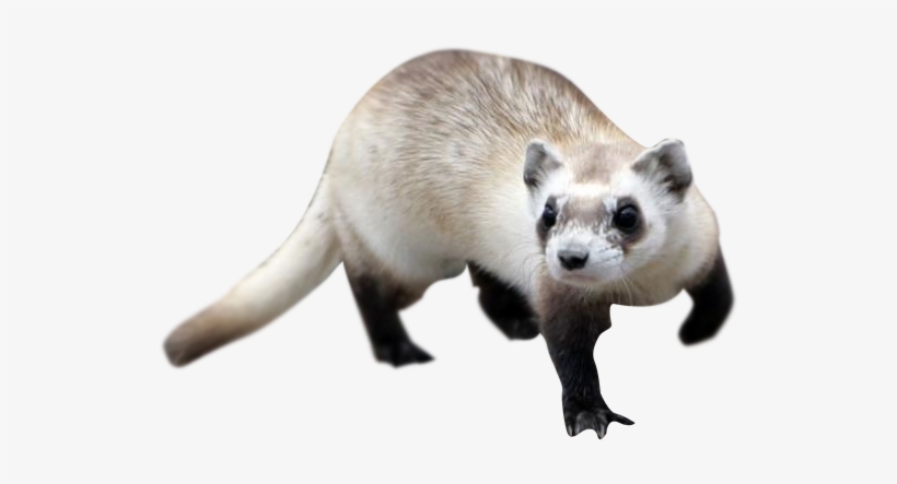 Ferret Png Vectors - Ferret Transparent, transparent png #657730