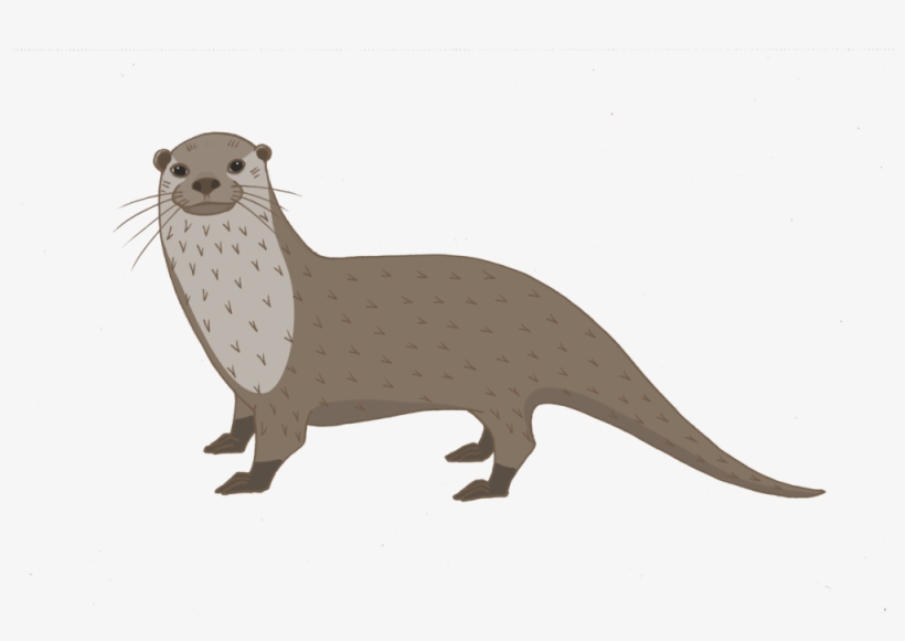 Otter - North American River Otter, transparent png #657843
