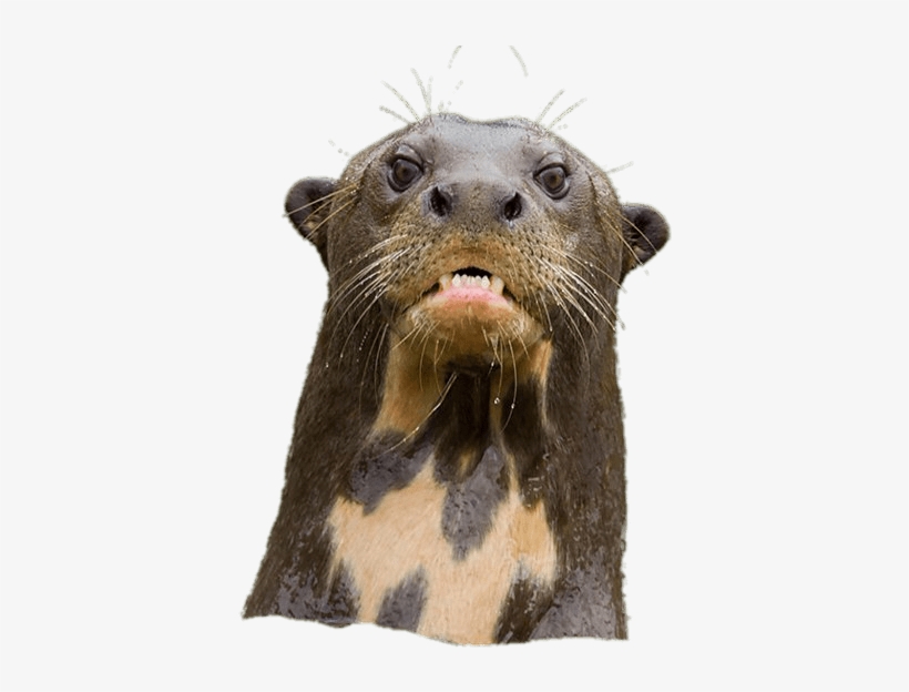 Angry Giant River Otter - Otter, transparent png #657860