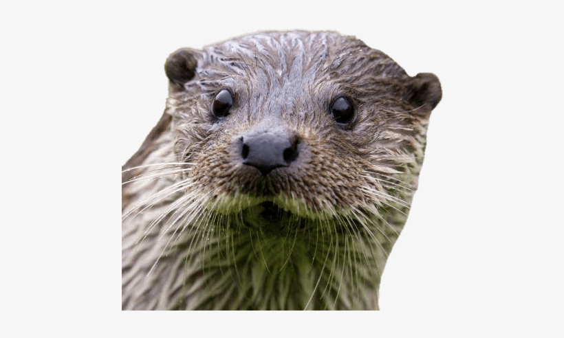Otter Close Up - Otters Transparent Backgrounds, transparent png #657949