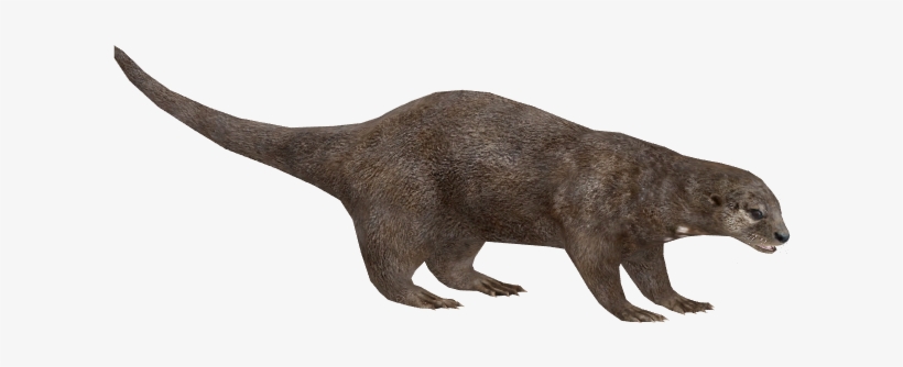 Otter Png Pic - Otter, transparent png #658331