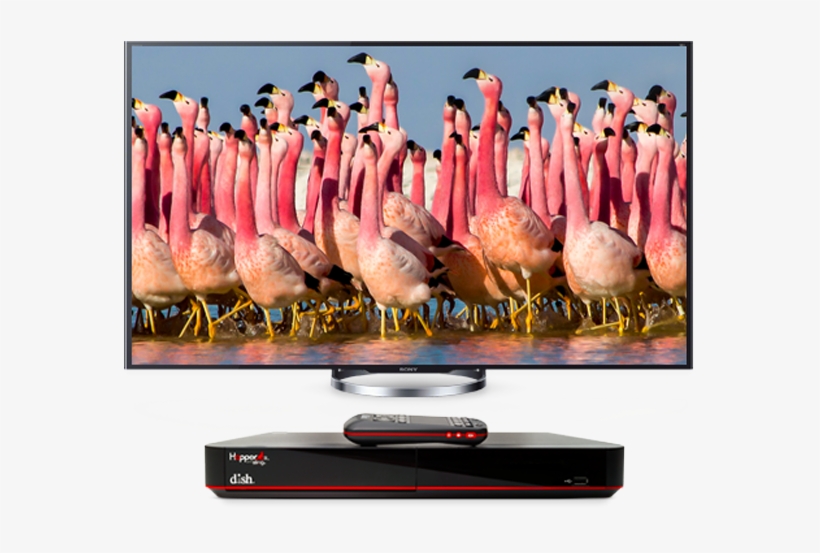 Free Hd Channels With Dish Tv Offers - David Attenborough Planet Earth Scene, transparent png #658353