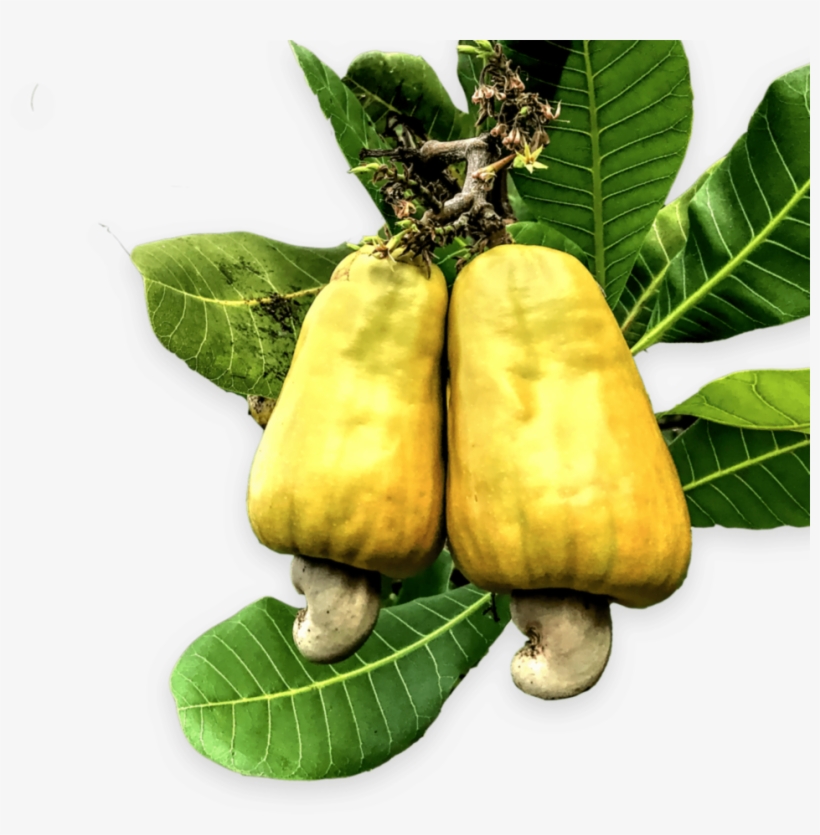 Exceptional Products - Cashew, transparent png #658479