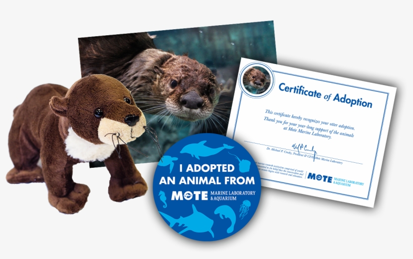 Items Included In Buddy Package - North American River Otter, transparent png #658575