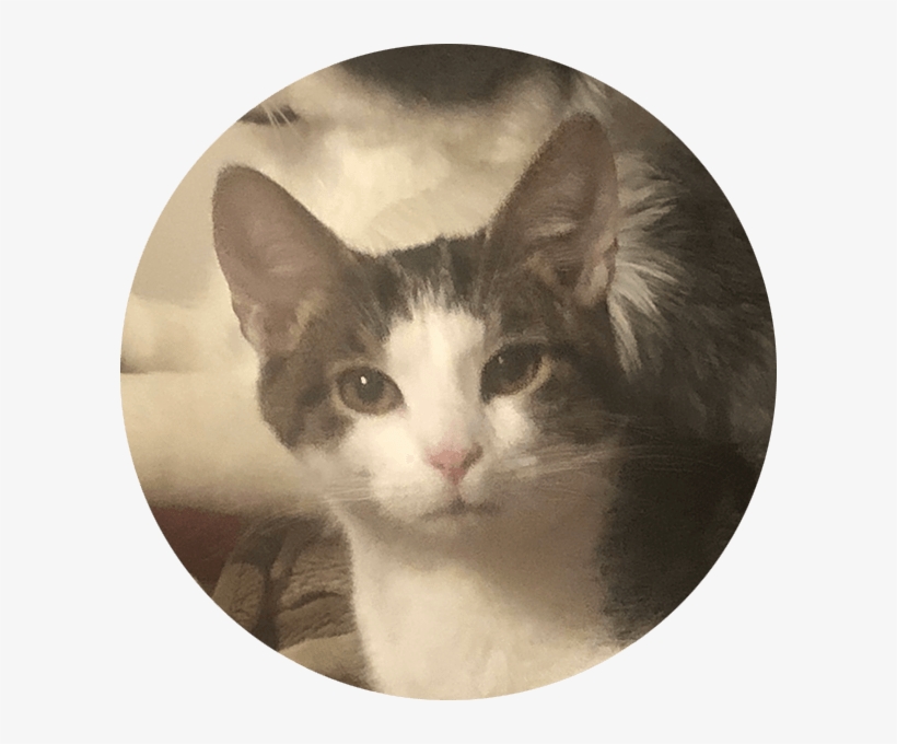 Otter - Cat, transparent png #659037
